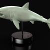 White Shark digital sculpture to be 3D print for Client and made into art and kit.