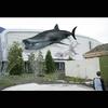 Whale Shark and Beluga Whales-Zbrush/Photoshop-Proposed life-size animals for Georgia Aquarium-2011